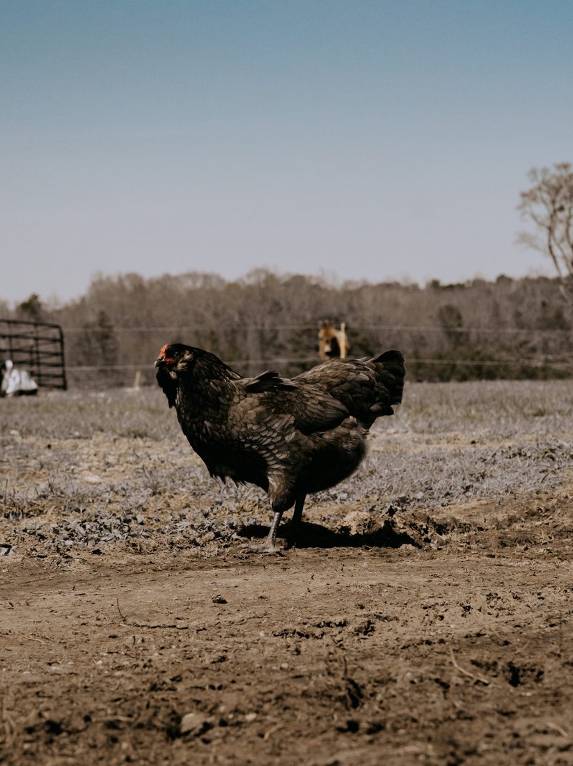 Black hen crossing a farm pasture