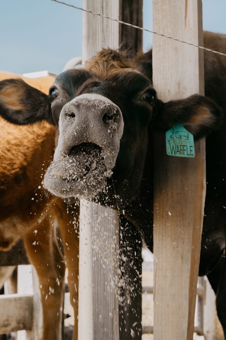 Jersey cow named Waffle mid-bite at a feed fence