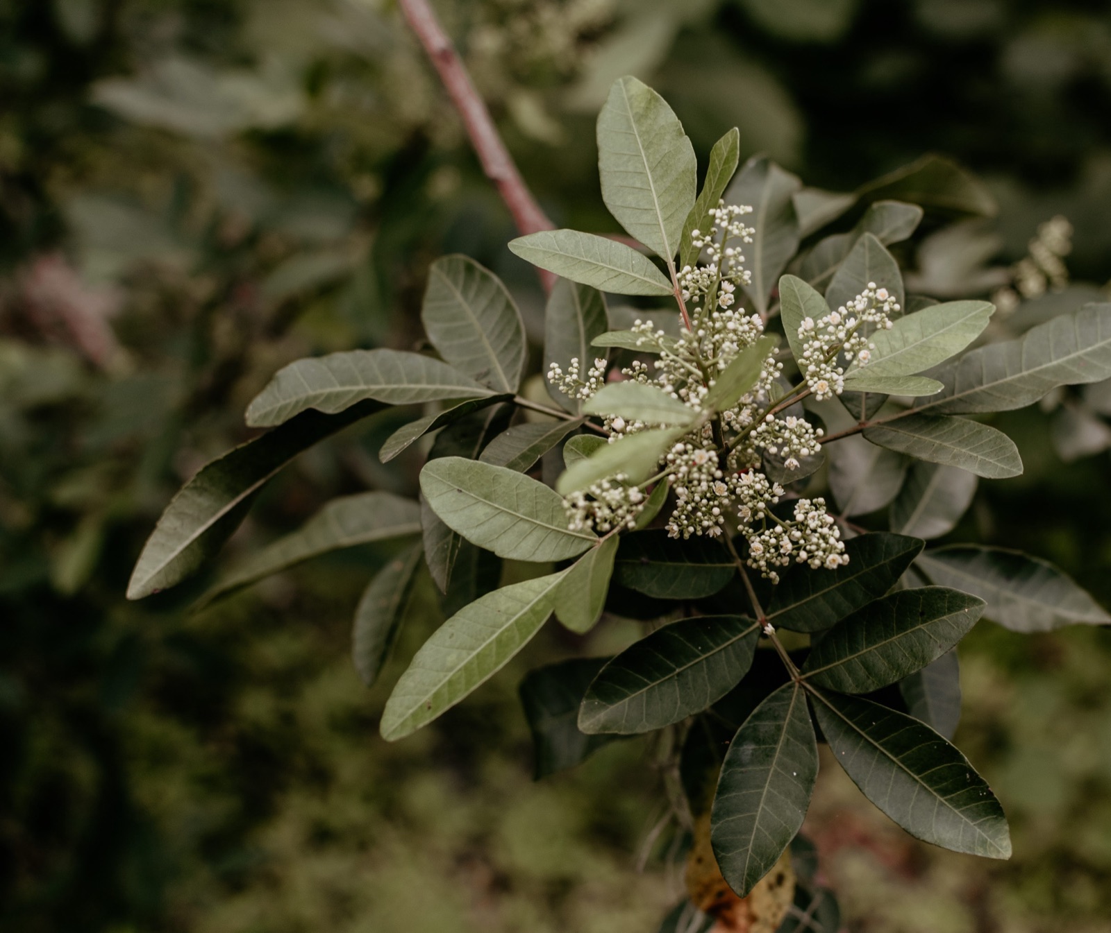 Close-up of green leaves and small white blossoms in soft light
